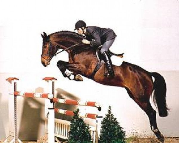 stallion Accusé (Hanoverian, 1997, from Acord II)