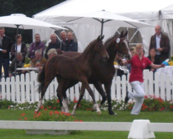 Deckhengst Viscount (Westfale, 2011, von Vitalis)