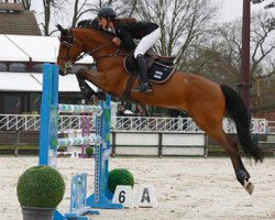 jumper Radjah de Talma (Selle Français, 2005, from Quidam de Revel)