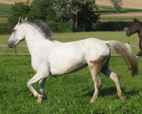 Zuchtstute Gypsi (Deutsches Reitpony, 2001, von Galim Ben Galdos ox)