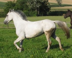 broodmare Gypsi (German Riding Pony, 2001, from Galim Ben Galdos ox)