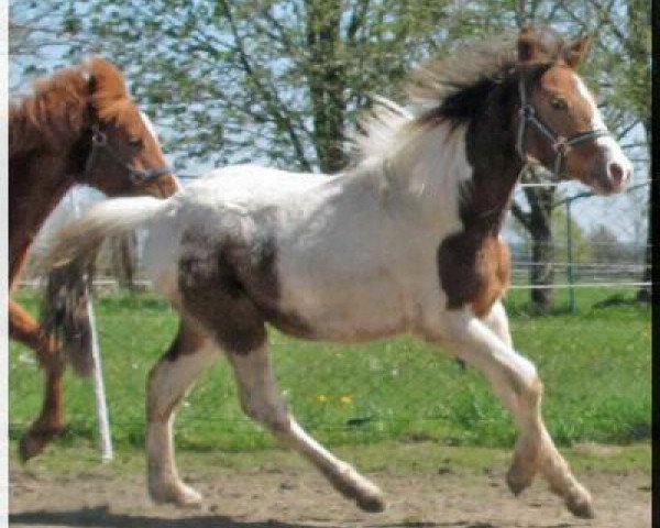 jumper Picasso vom Riederhof (Pinto / Pony,  , from Pares von Lauterbach)