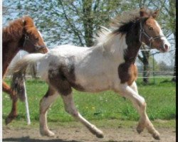 Springpferd Picasso vom Riederhof (Pinto/Pony,  , von Pares von Lauterbach)