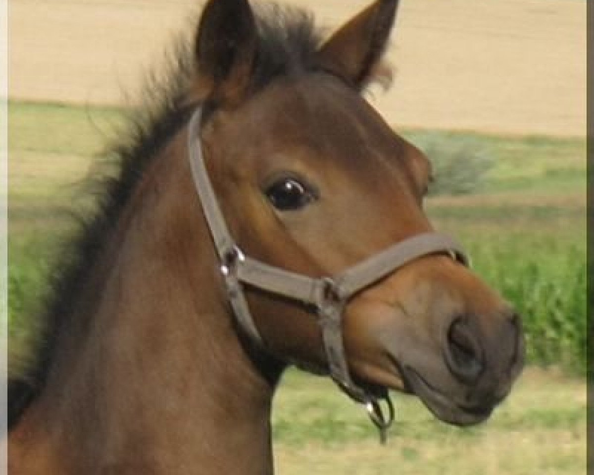 horse WhyNot Shining (German Riding Pony, 2012, from Pares von Lauterbach)