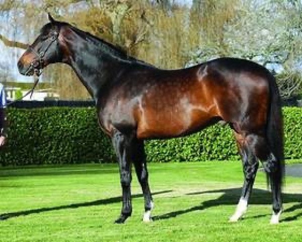 stallion Tavistock xx (Thoroughbred, 2005, from Montjeu xx)