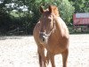 dressage horse Paulchen 158 (Westphalian, 2005, from Platini)