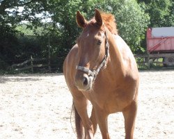 dressage horse Paulchen 158 (Westphalian, 2005, from Platini)