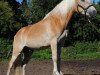 Pferd Avalon (Haflinger, 2009, von Alando)