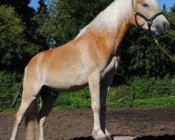 horse Avalon (Haflinger, 2009, from Alando)