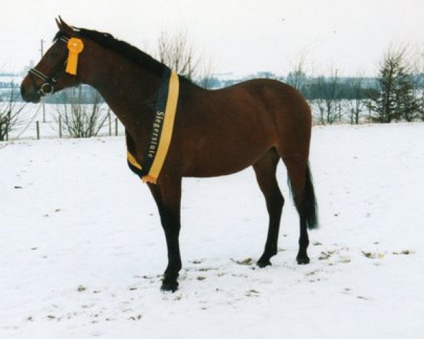 Zuchtstute Legende K. (Württemberger, 1994, von Le Champion)