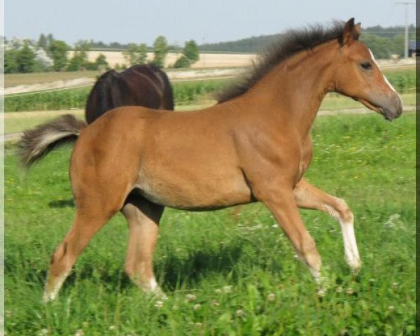 broodmare WhyNot Jelly Bean (German Riding Pony, 2012, from WhyNot Just a Boy)