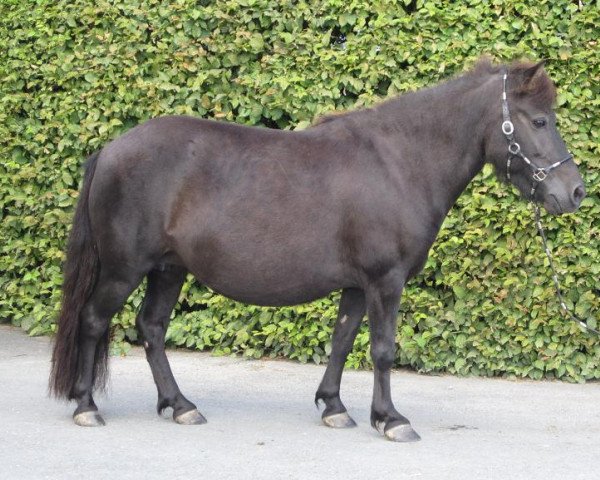 Zuchtstute Abby The Dark (Shetland Pony, 2006)