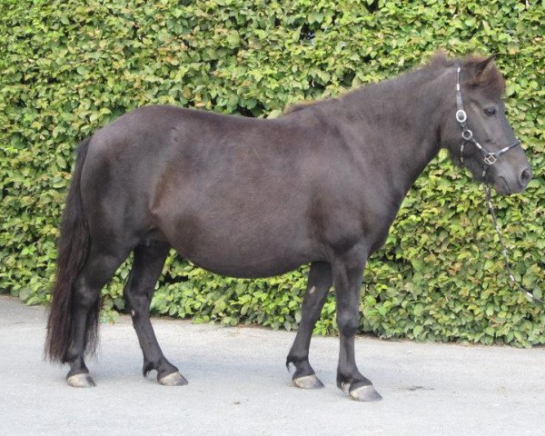 broodmare Abby The Dark (Shetland Pony, 2006)