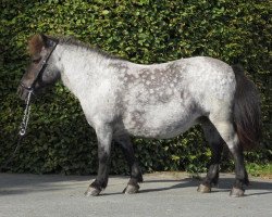 Zuchtstute Bella Block (Shetland Pony, 2000)