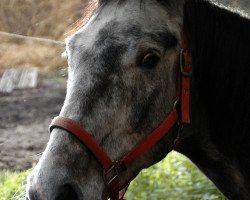 Pferd Pigment (Polnisches Warmblut, 2001, von Good Luck)