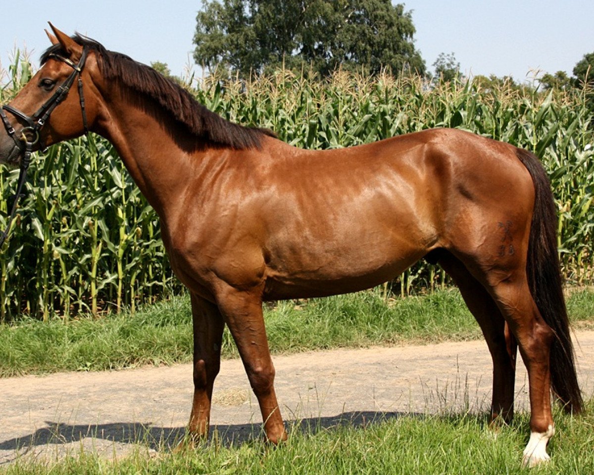 Dressurpferd Hragzazzo (Hannoveraner, 2008, von Hochadel)