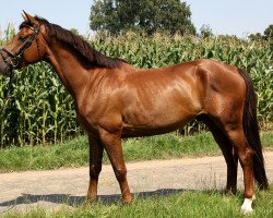 dressage horse Hragzazzo (Hanoverian, 2008, from Hochadel)