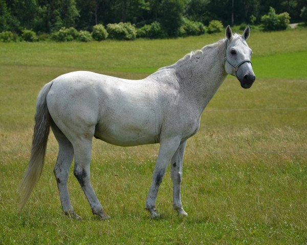 Pferd Cardelano (Holsteiner, 1994, von Capitol I)