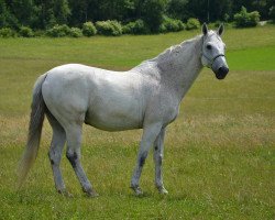 horse Cardelano (Holsteiner, 1994, from Capitol I)