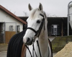 dressage horse Dream of Dance 5 (German Riding Pony, 1999, from Dandy)