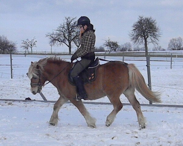 horse Aiko (Haflinger, 1992, from Apikal)