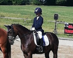 dressage horse Mister Bombastic 4 (New Forest Pony, 2008, from Manfred)