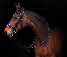 dressage horse Ramani (Rhinelander, 2000, from Rubioso N)