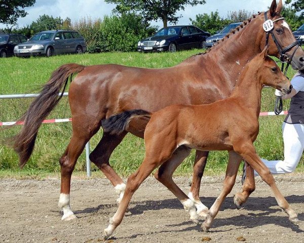 Zuchtstute Romantica (Westfale, 1991, von Royal Angelo I)