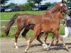 broodmare Romantica (Westphalian, 1991, from Royal Angelo I)