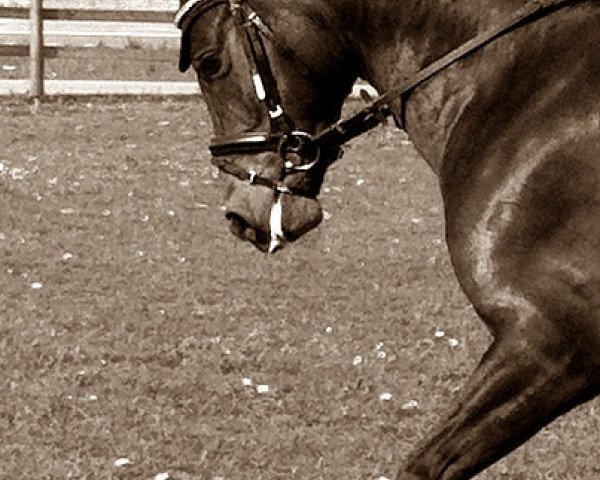 dressage horse Hadubrand (German Riding Pony, 2006, from Halifax)