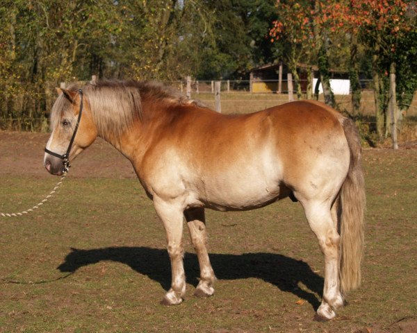 horse Lissi (Haflinger, 2001, from Namibia)