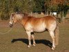 horse Lissi (Haflinger, 2001, from Namibia)