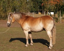 Pferd Lissi (Haflinger, 2001, von Namibia)