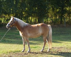 Pferd Bully v. Elbe Tal (Haflinger, 2005)