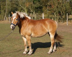 horse Mira v. Elbe Tal (Haflinger, 1995)