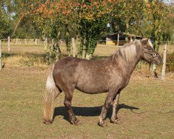 broodmare Visa frá Laugarvatni (Iceland Horse, 1991, from Othekktur)