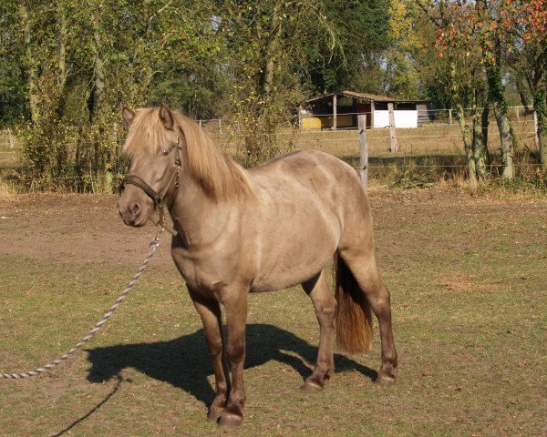 broodmare Kengala B. v. Elbe Tal (Iceland Horse, 2002, from Vafi frá Kýrholti)