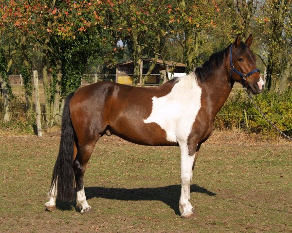 Pferd Jolly Jumper 210 (Deutsches Reitpferd, 2001)