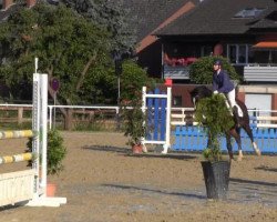 dressage horse Pluto Primo (Westphalian, 2005, from Polytraum)