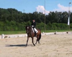 dressage horse Sissy 395 (Westphalian, 2003, from Tannenhof’s Solero TSF)