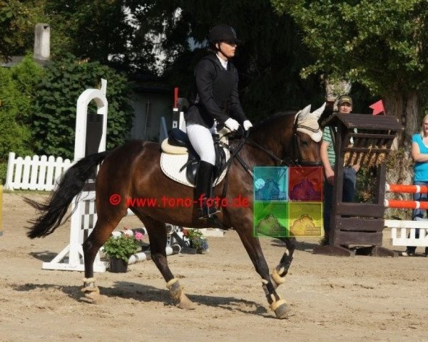 horse Merano (German Riding Pony, 2007, from Mangold)