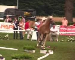 dressage horse A Italia B (Westphalian, 2009, from Alabaster B)