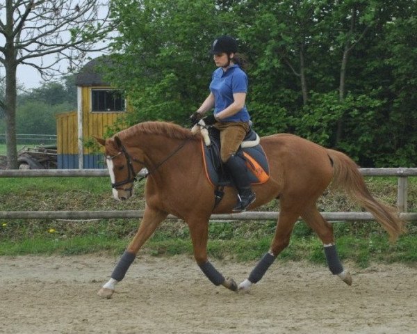 horse Weltino 51 (Hanoverian, 2005, from Weltmeyer)