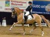 dressage horse Der schlaue Fuchs (German Riding Pony, 2001, from Dornik B)