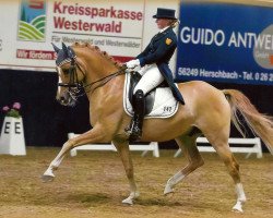 dressage horse Der schlaue Fuchs (German Riding Pony, 2001, from Dornik B)