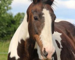 Pferd Aglaia (Pinto/Hunter, 1989, von Apache)