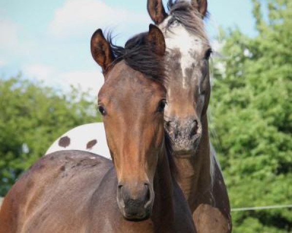 broodmare Spring Snow D (German Warmblood, 2011, from Shimano Sch BSch)