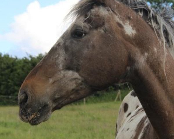 Zuchtstute Maidy (Deutsches Reitpferd,  , von Major ox)