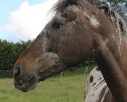 broodmare Maidy (German Warmblood,  , from Major ox)