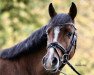 Dressurpferd My Lucky Strike (Deutsches Reitpony, 2016, von Movie Star)